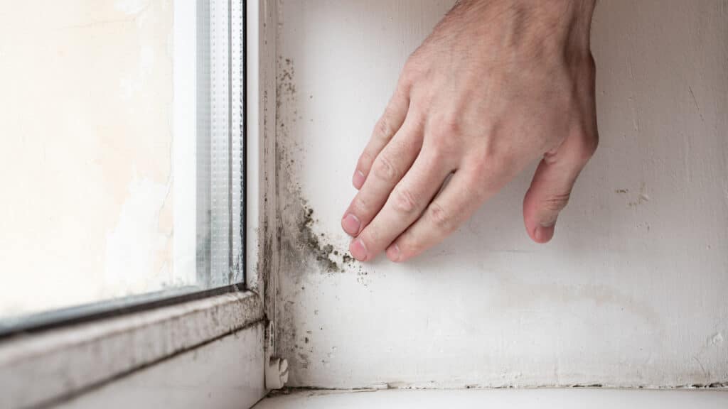 Mould around windows prevention guide The Independent