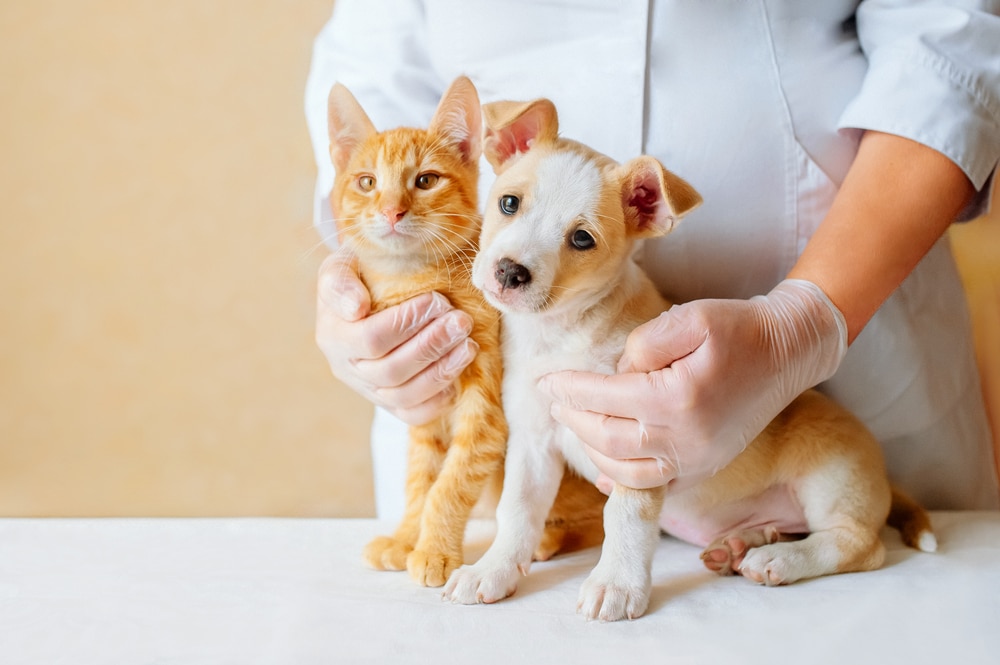 The Best Pet Insurance in Virginia (2024)