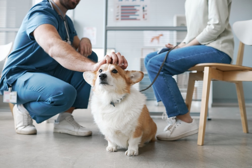 The Best Pet Insurance in Texas (2024)