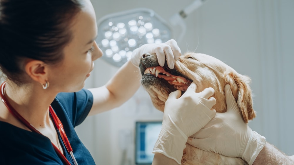 Pet Dental Insurance Finding The Right Plan (2024)