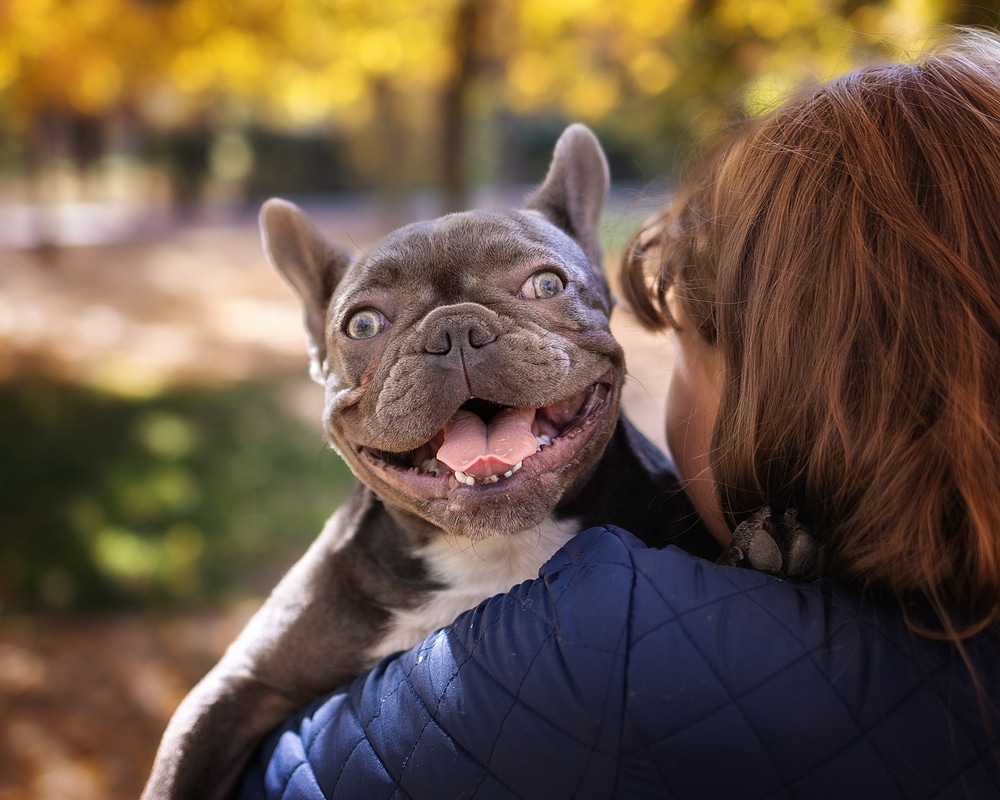 Best Pet Insurance For French Bulldogs (2023 Review)