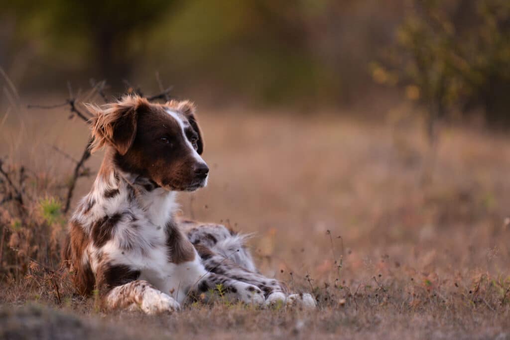 How Much Does It Cost To Sedate a Dog?