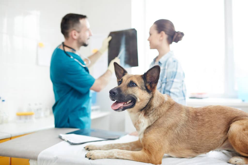 How Much Do Vet XRays Cost? (2024)