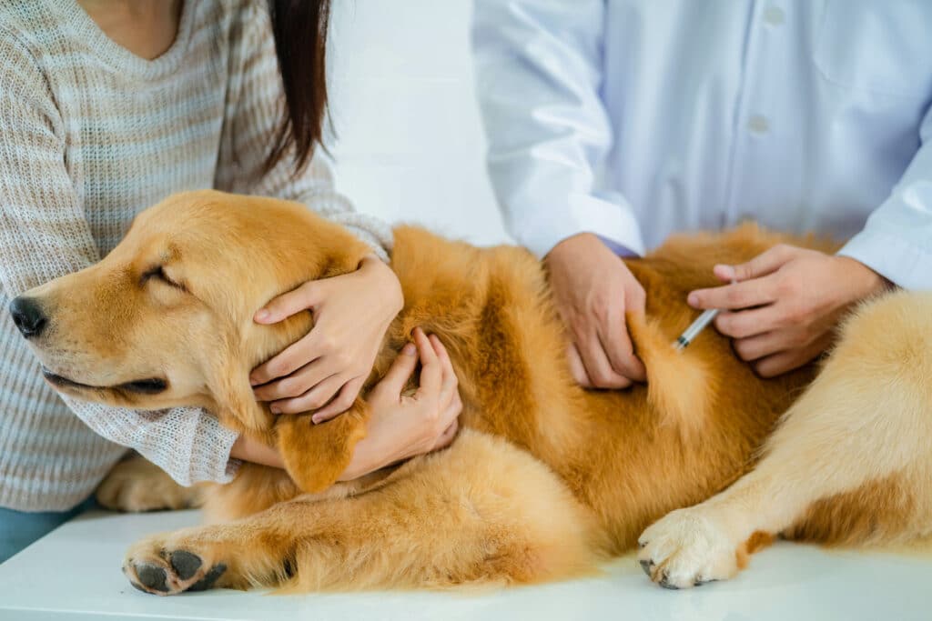 How Much Does the Lepto Vaccine for Dogs Cost? 2024 Guide