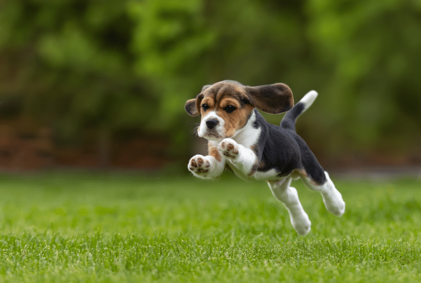 The Most and Least Expensive Puppy Breeds