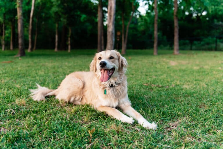 The Best Pet Insurance Companies in Texas (2024)